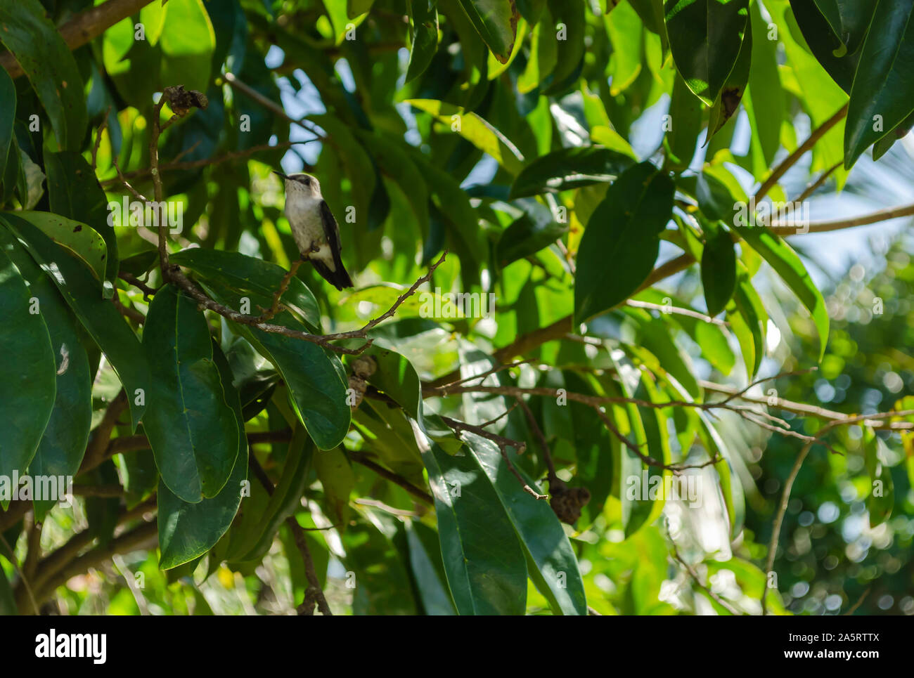 Guyabano Tree High Resolution Stock Photography And Images Alamy