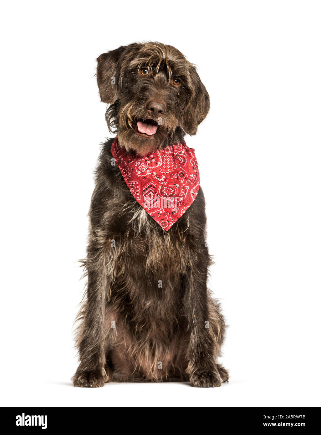 German Shorthaired Pointer sitting against white background Stock Photo