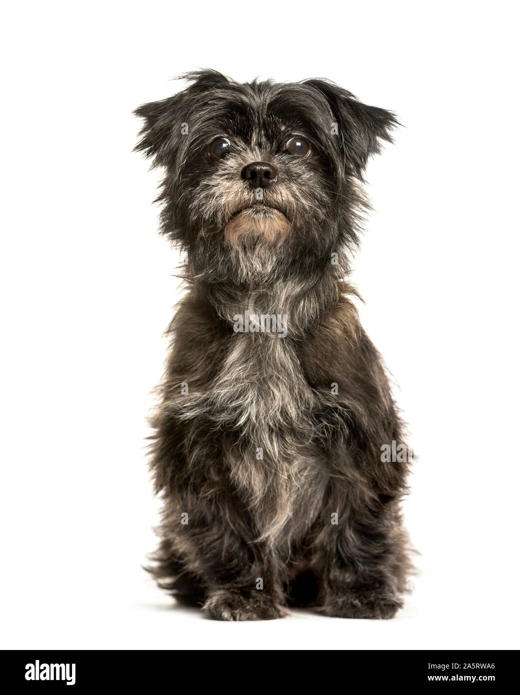 Mixed-breed dog sitting against white background Stock Photo - Alamy