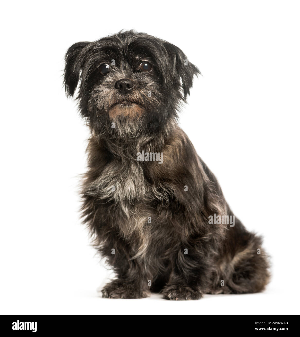 Mixed-breed dog sitting against white background Stock Photo - Alamy