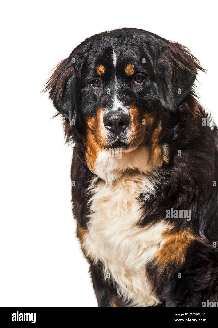 Bernese mountain dog against white background Stock Photo - Alamy