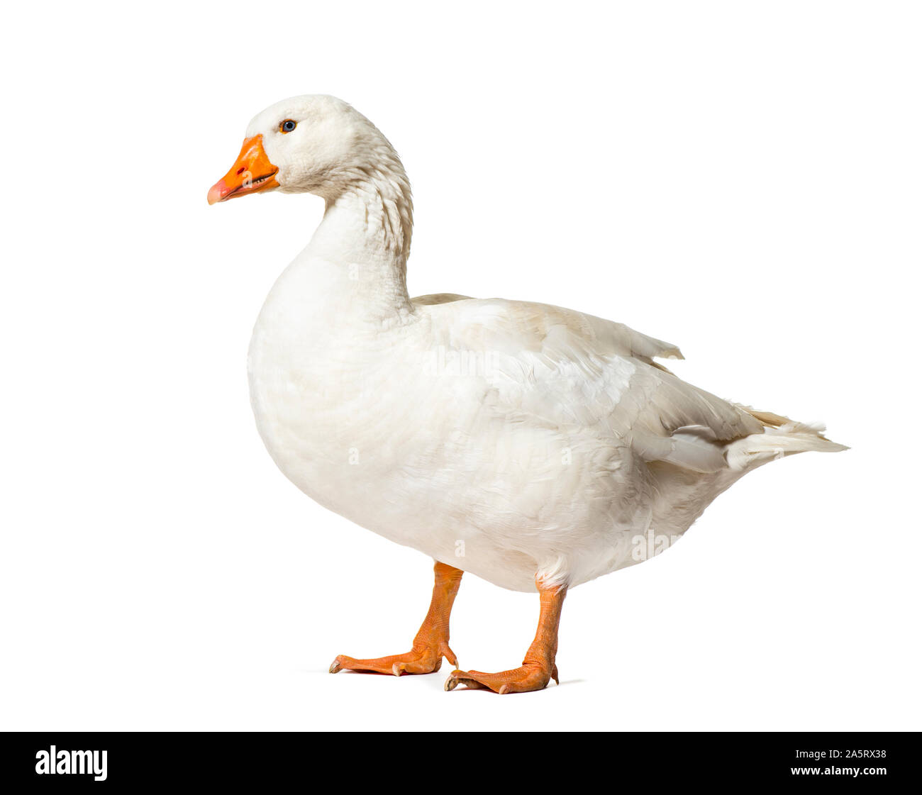 Domestic goose standing against white background Stock Photo