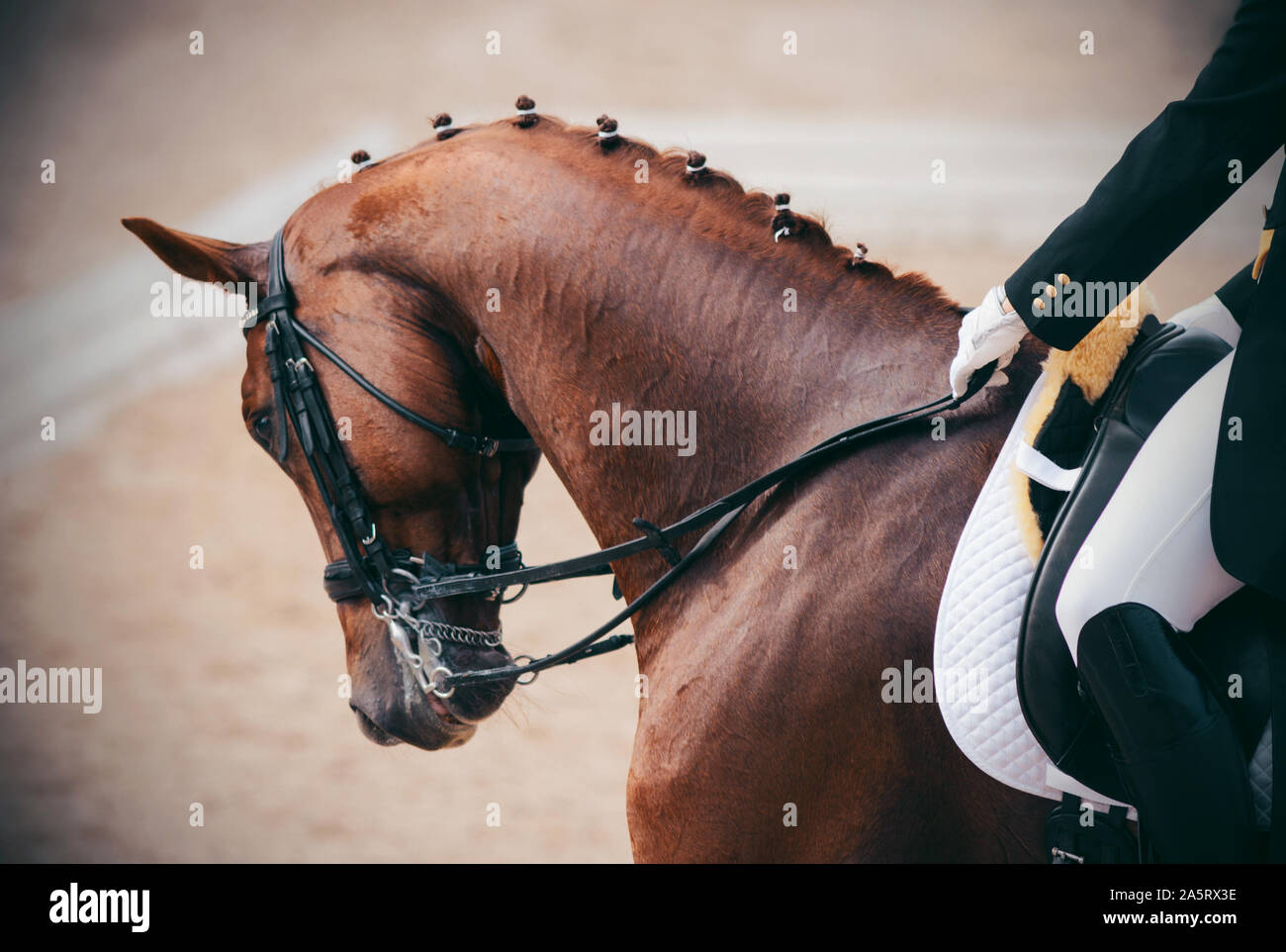 Portrait of a beautiful elegant sorrel horse with braided mane, which is held by the bridle of the rider on the move. Stock Photo