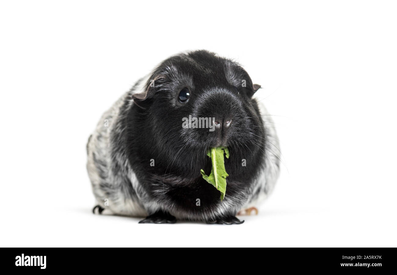 Guinea pig eating leaf against white background Stock Photo Alamy