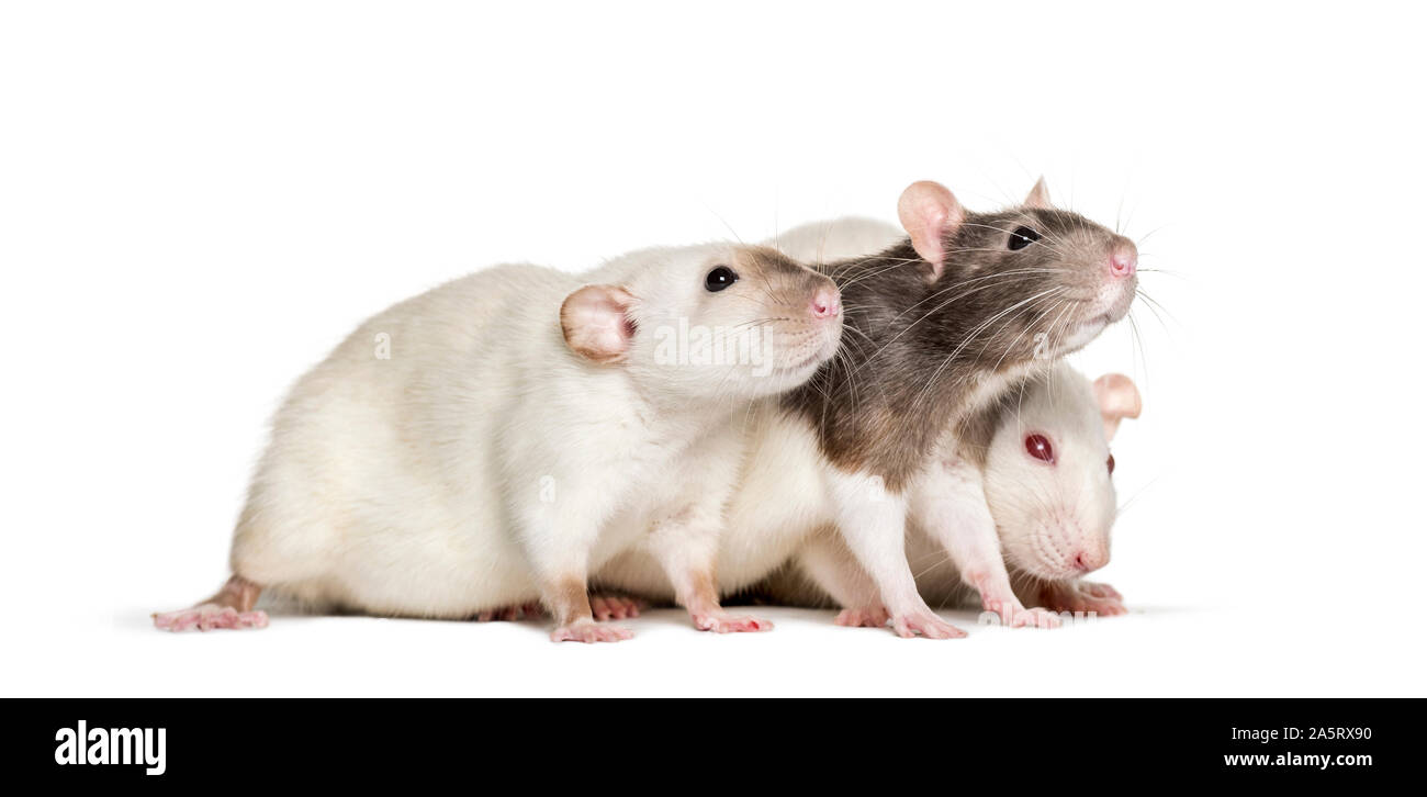 Domestic rats against white background Stock Photo Alamy