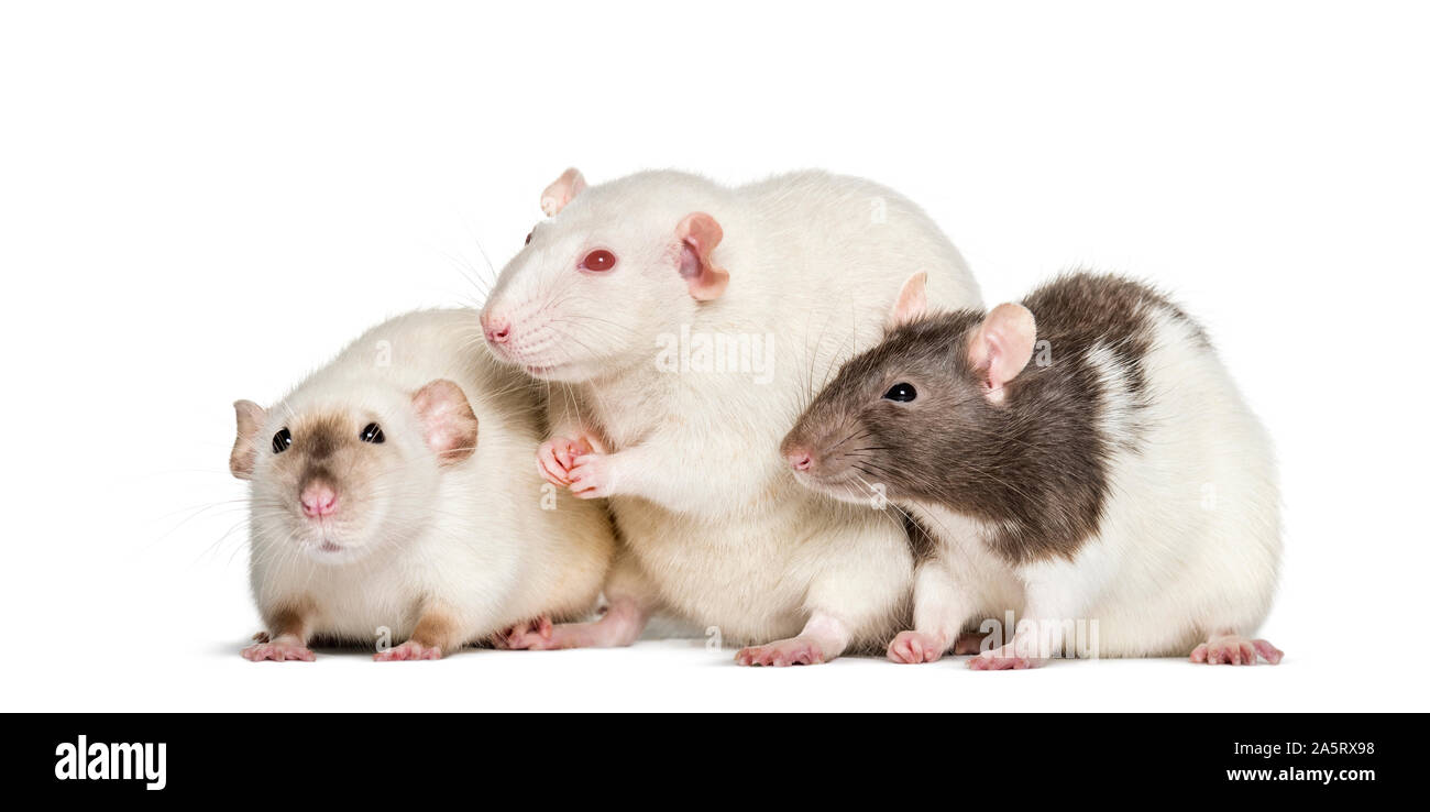 3 rats sale