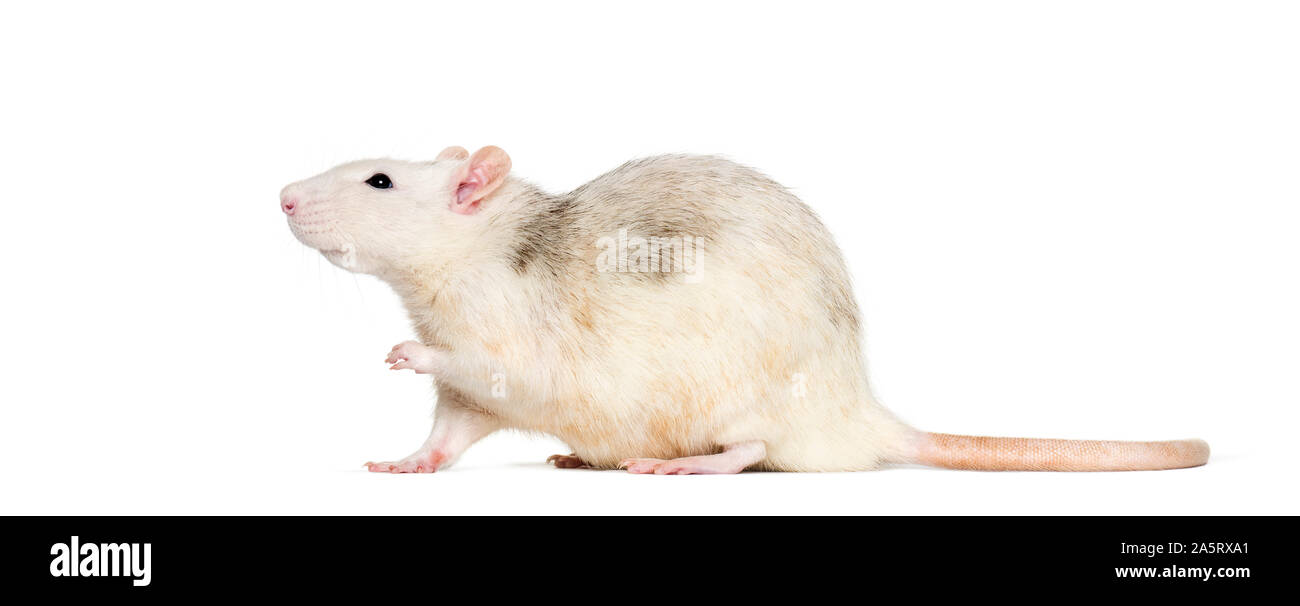Rats Rear View Domestic rat against white background Stock Photo - Alamy