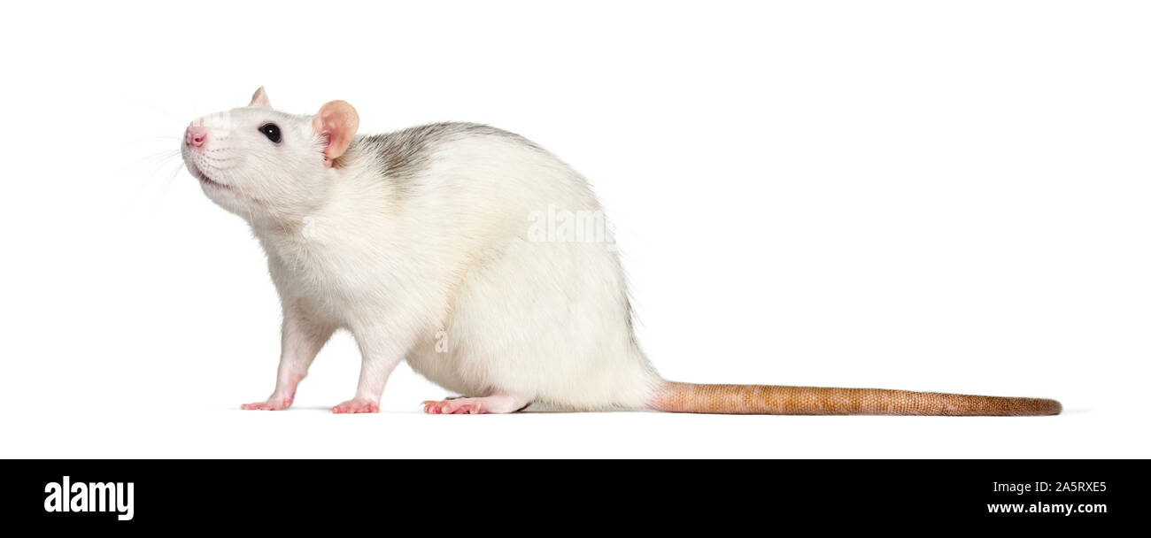 Rats Rear View Domestic rat against white background Stock Photo - Alamy