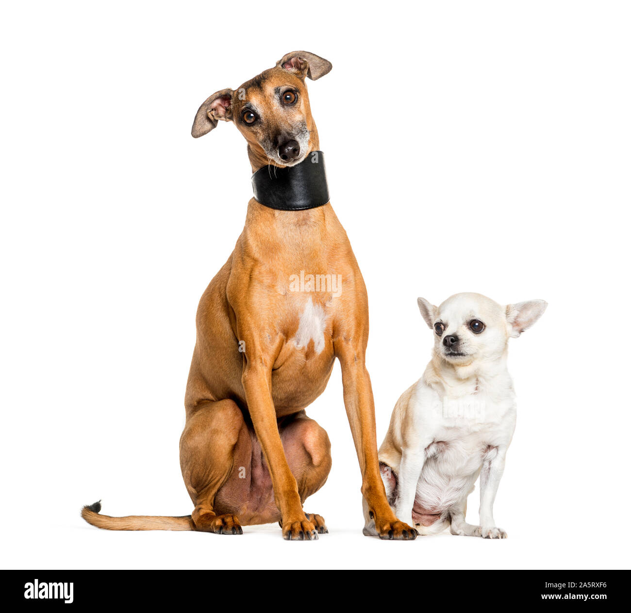 Italian greyhound hot sale and chihuahua