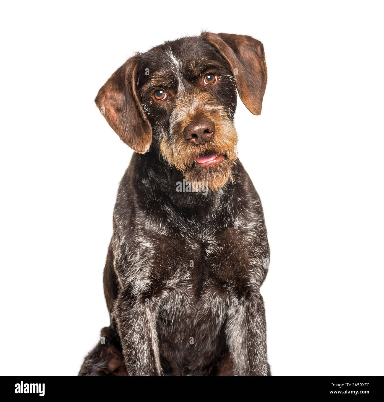 German Wirehaired Pointer also know as Drahthaar sitting against white background Stock Photo