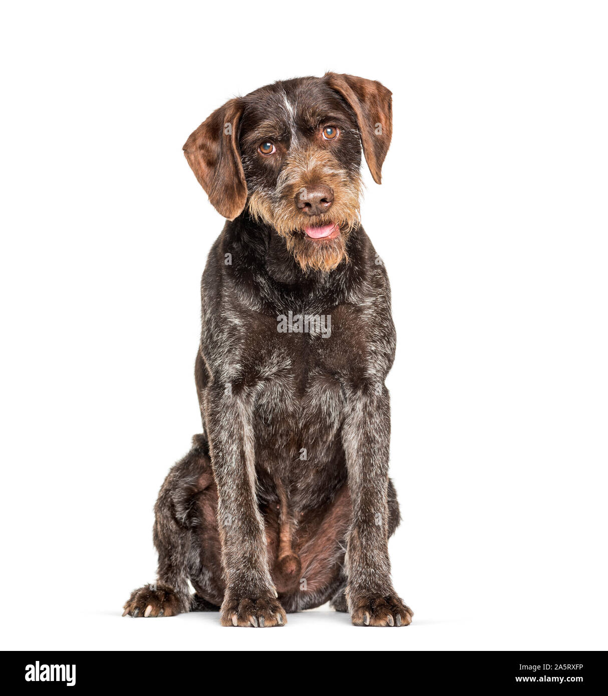 German Wirehaired Pointer also know as Drahthaar sitting against white background Stock Photo