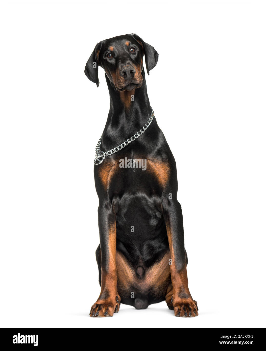 Doberman sitting hi-res stock photography and images - Alamy