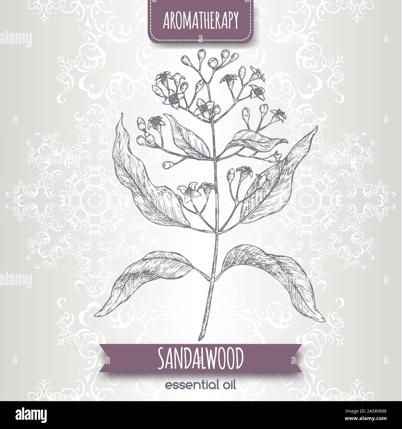 Indian sandalwood aka Santalum album sketch on elegant lace background. Great for traditional medicine, perfume design, cooking or gardening. Stock Vector