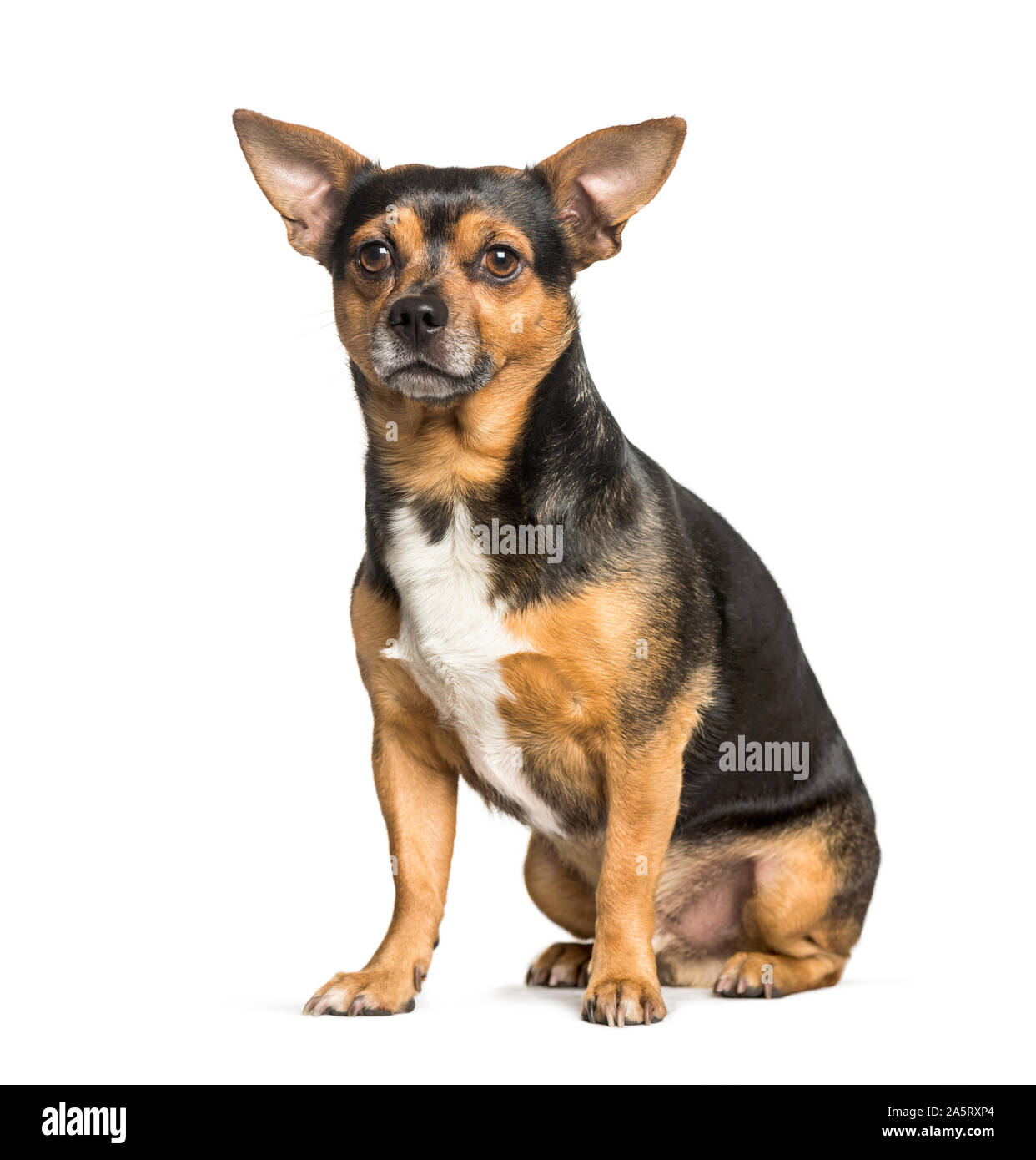 Cross breed chihuahua hi res stock photography and images Page 2