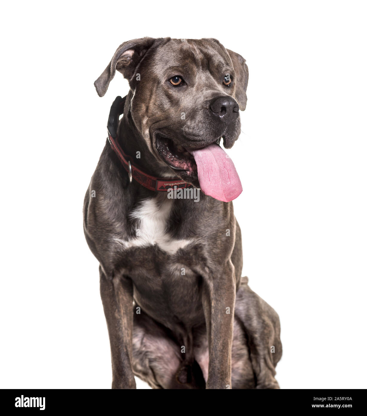 Cane corso tongue hires stock photography and images Alamy