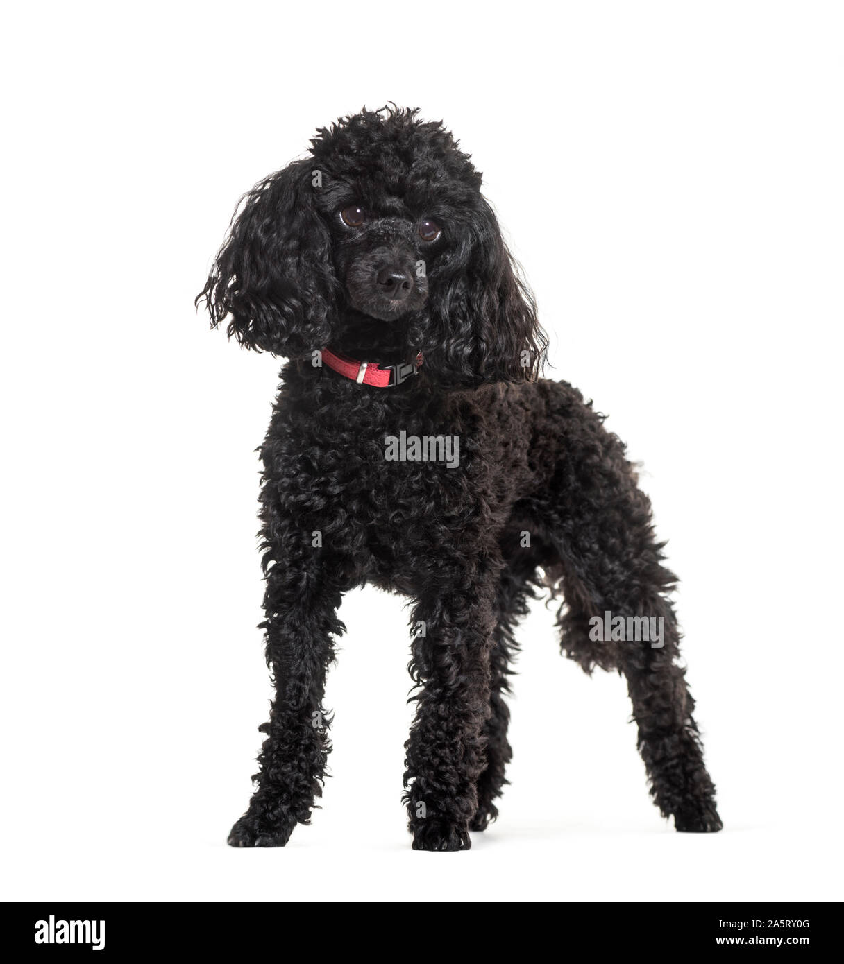 Poodle standing against white background Stock Photo - Alamy