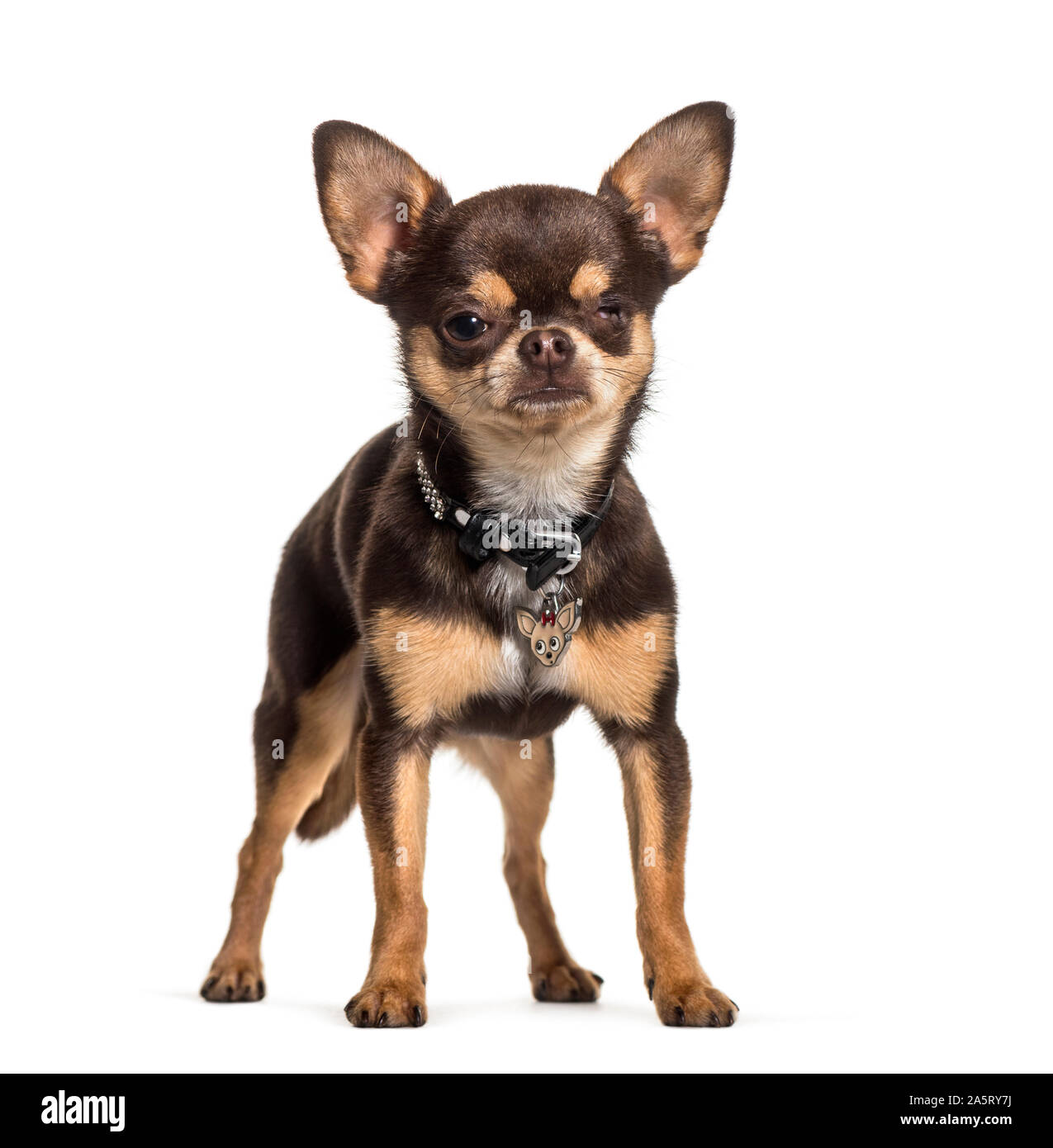 Illness Chihuahua with one eye less standing against white background Stock Photo