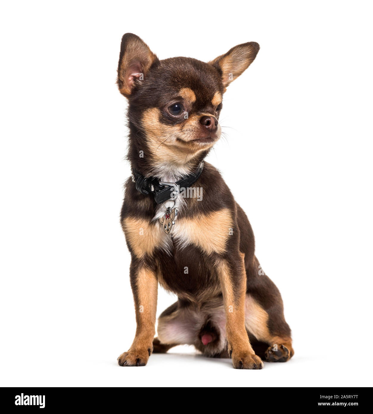 Illness Chihuahua with one eye less sitting against white background Stock Photo