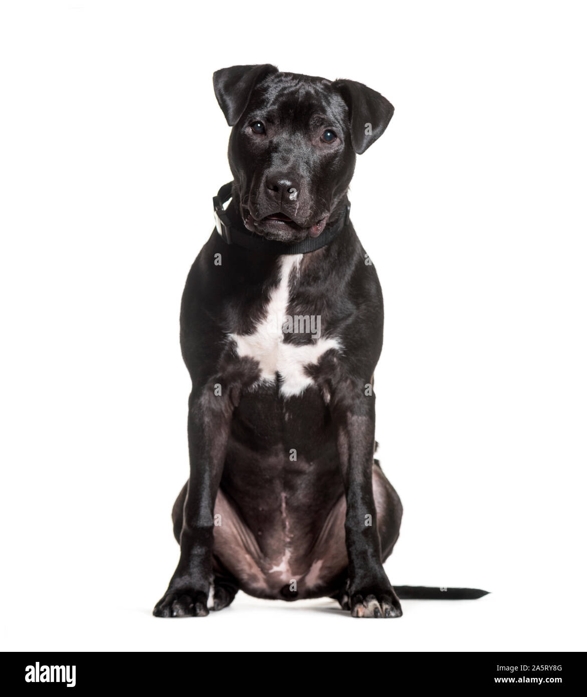 Mixed-breed dog sitting against white background Stock Photo - Alamy