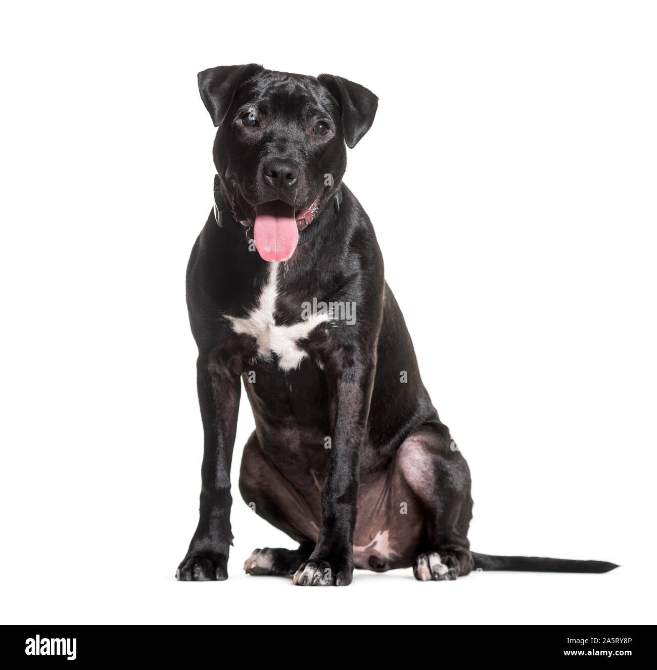 Mixed-breed dog sitting against white background Stock Photo - Alamy