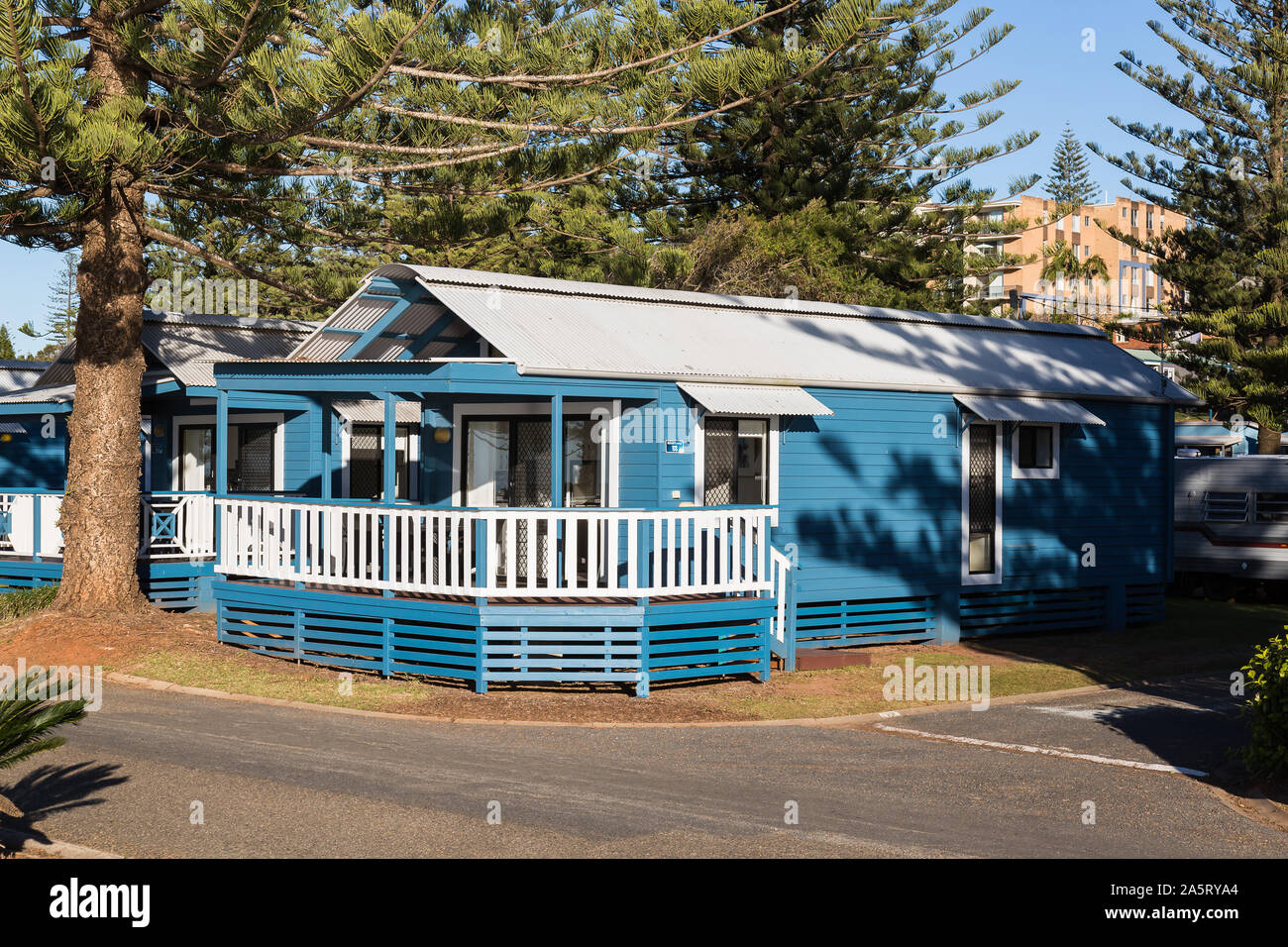 Norfolk Island Pine Australia Nsw Stock Photos Norfolk Island