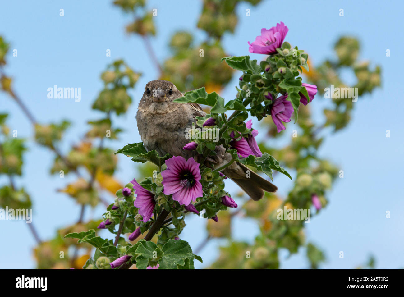 A house sparrow (Passer domesticus) perching on the stem of a tree mallow (Lavatera arborea) Stock Photo