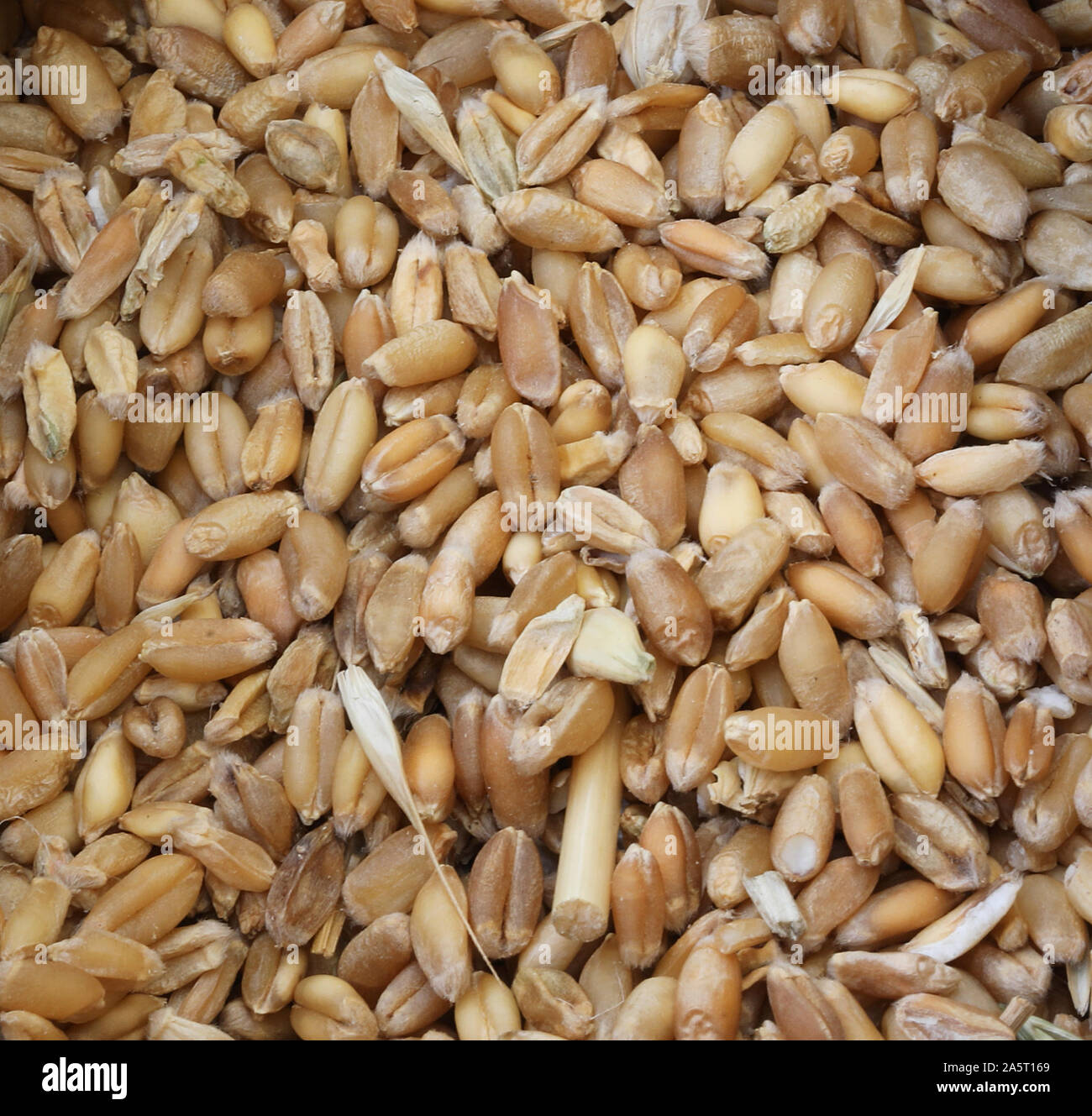 more variety of ancient grains seeds used in the biological farm Stock ...