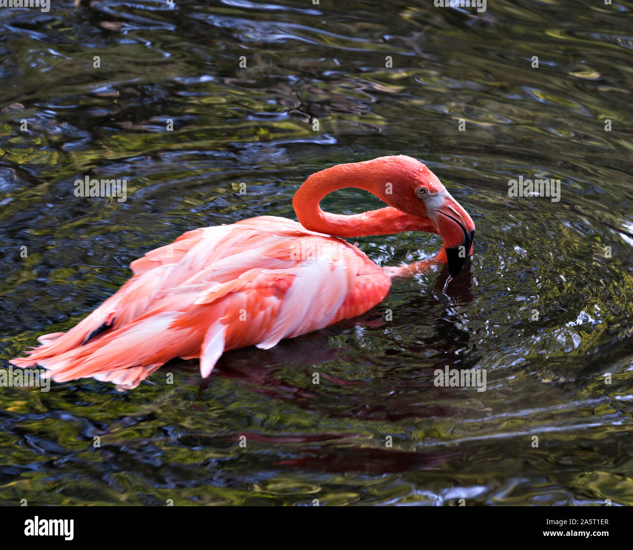Long neck birds hi-res stock photography and images - Alamy
