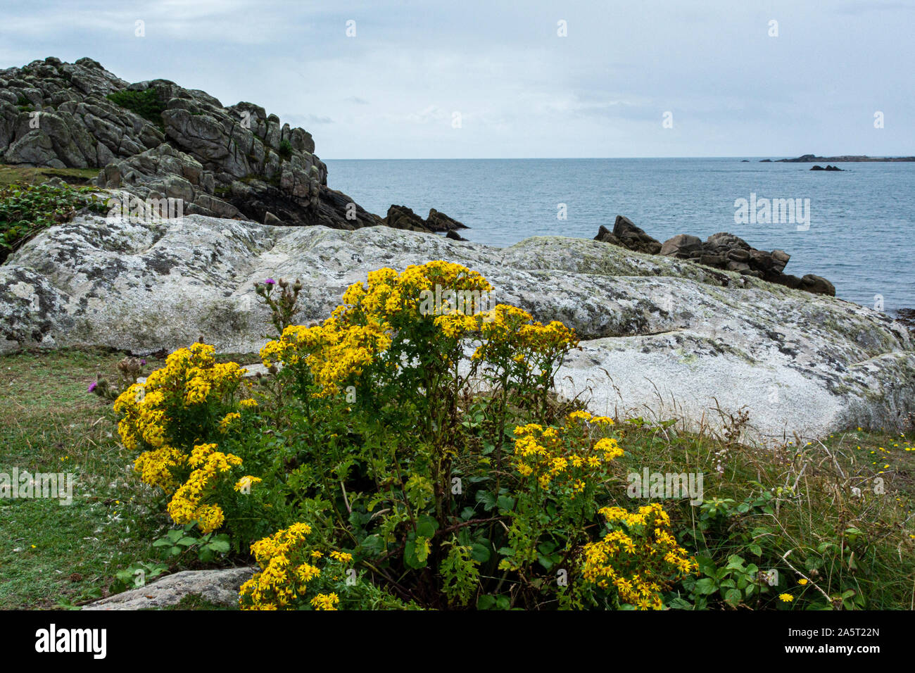 Common ragwort (Jacobaea vulgaris) on the coastal path around St Agnes, Isles of Scilly Stock Photo