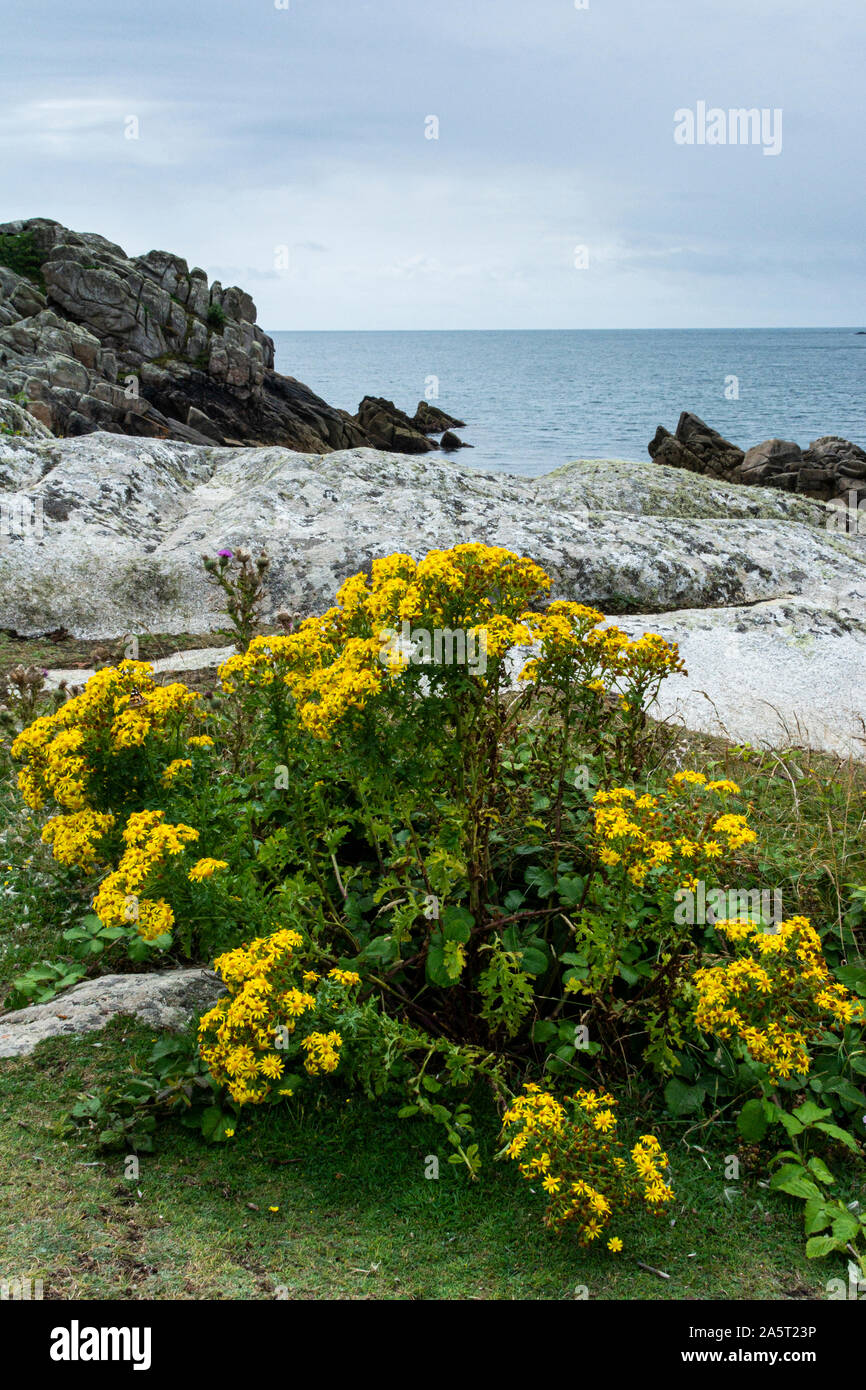 Common ragwort (Jacobaea vulgaris) on the coastal path around St Agnes, Isles of Scilly Stock Photo