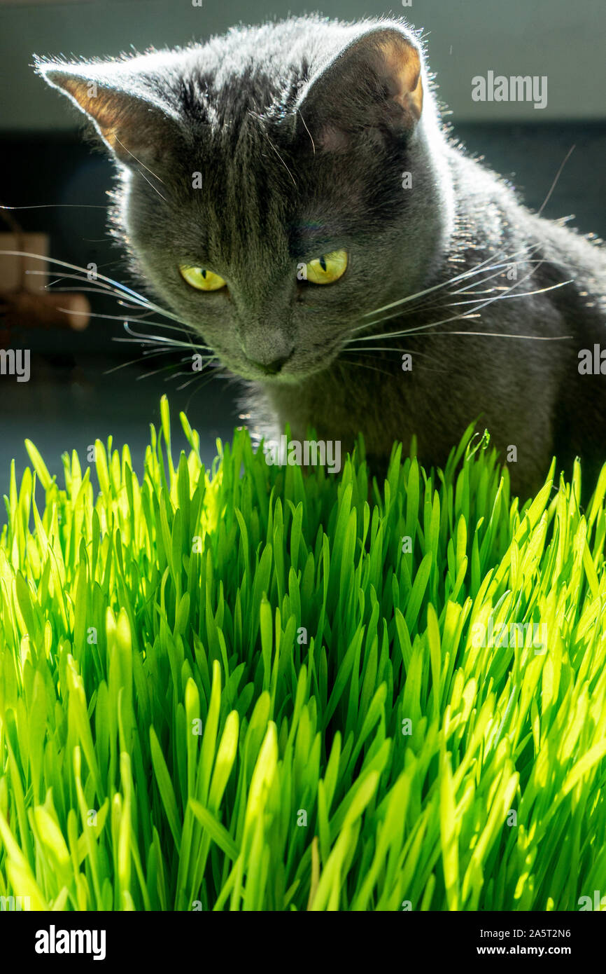 Russian blue breed cat eating a cat grass. Wheat grass as a source of