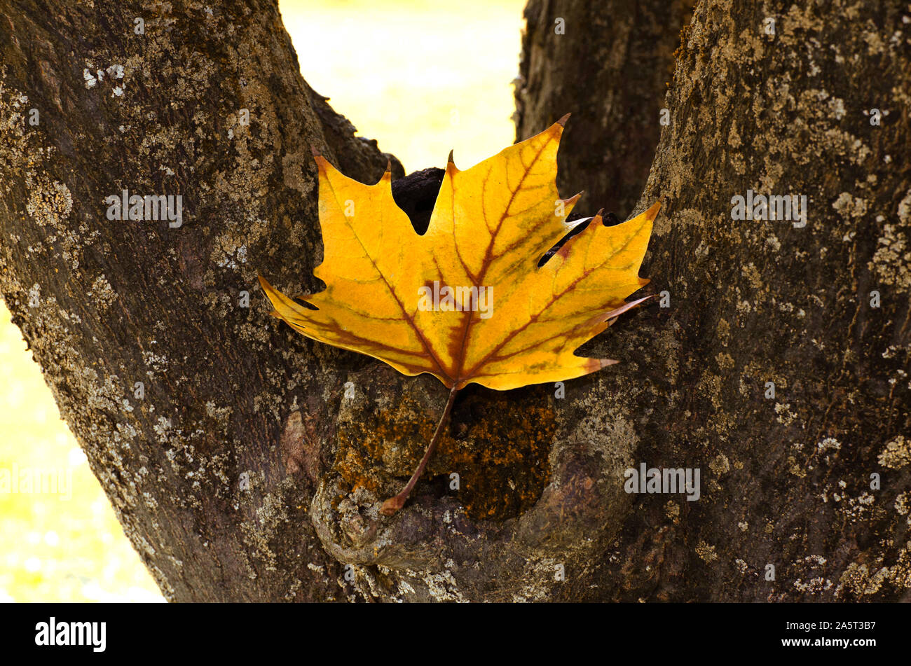 Platanus x hispanica fallen leaf in autumn. Oromana park, Alcalá de Guadaira, Seville, Spain. Stock Photo