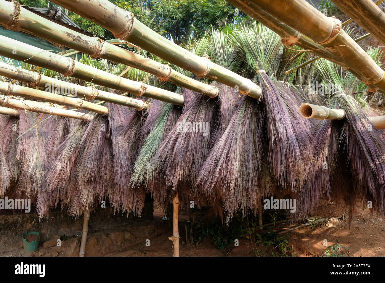 Brushwood is dried for processing as a broom, Khasi Hills, Norteast