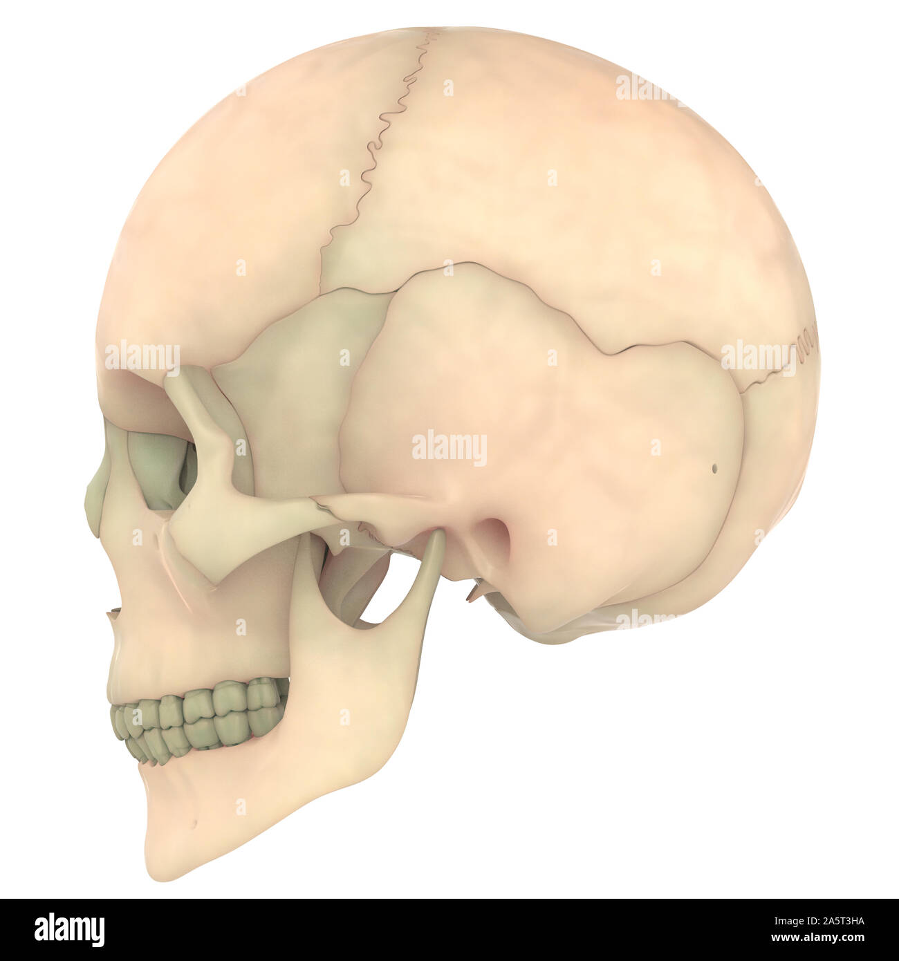 Human Skeleton System Skull Bones Anatomy Lateral View Stock Photo