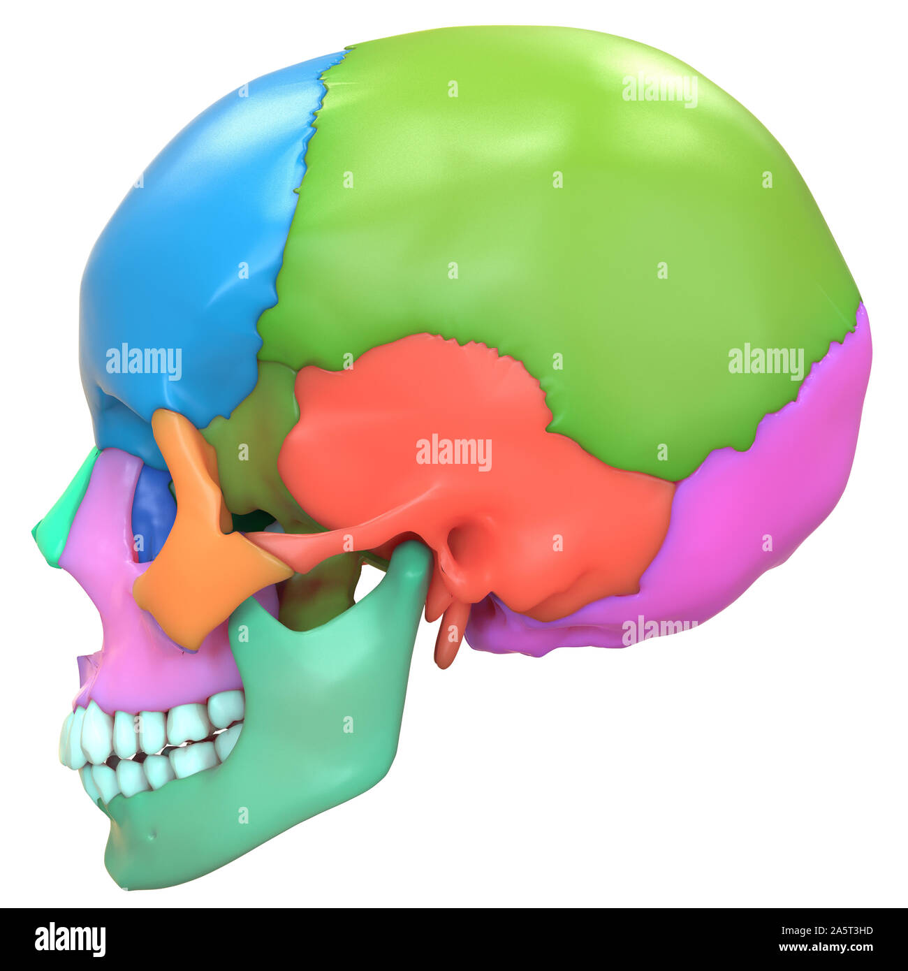 Human Skeleton System Skull Bones Anatomy Lateral View Stock Photo