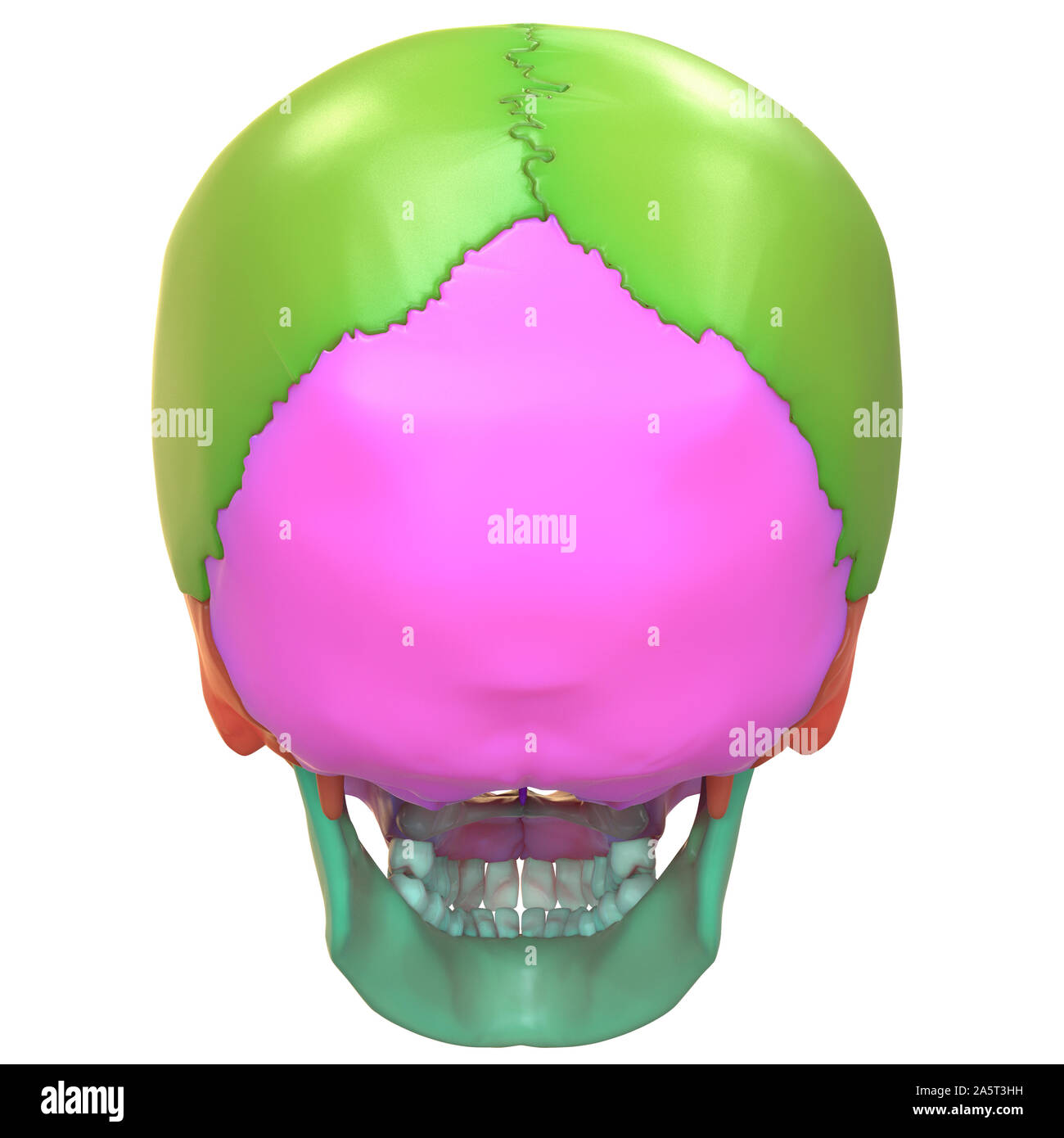 Human Skeleton System Skull Bones Anatomy Posterior VIew Stock Photo