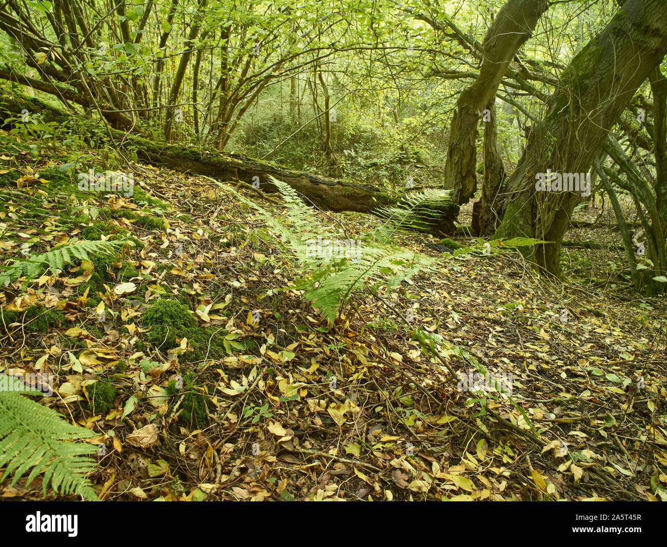 Ferns in autumn on a surrey woodland floor with fallen leaves and changing foliage, Kent, England, United Kingdom, Europe Stock Photo