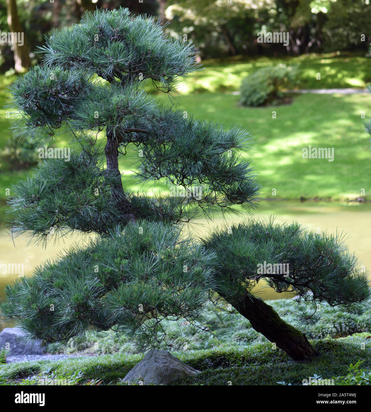 A carefully trained  pine tree growing in the Japanese Nitobe Memorial Garden.  Vancouver, British Columbia, Canada. Stock Photo