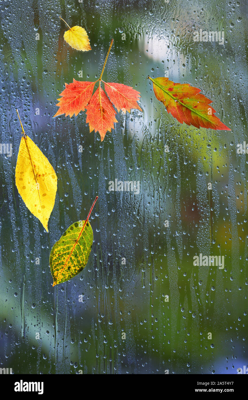 Autumn Leaves In Rainy Weather On The Window Glass Stock Photo
