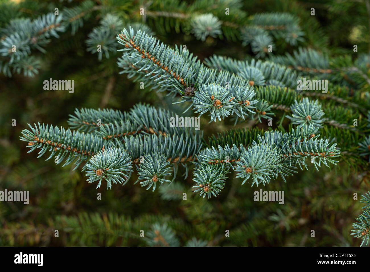 picea pungens pine christmas tree full frame background Stock Photo