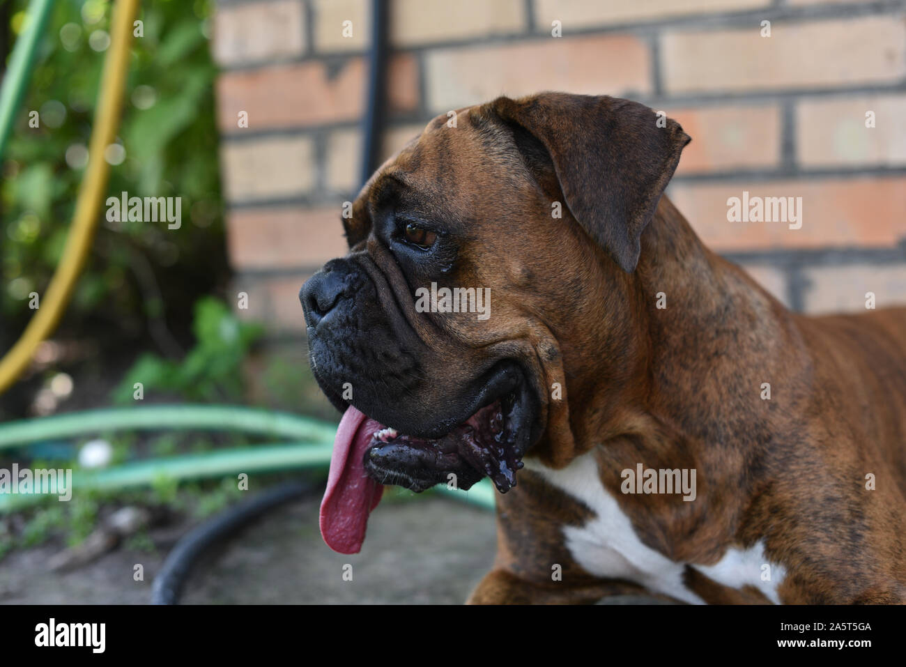 Summer outdoors portrait of Geman boxer dog on hot sunny day. Brown tiger  with brindle colored boxer. Boxer is a faithful and balanced dog. Very used  Stock Photo - Alamy