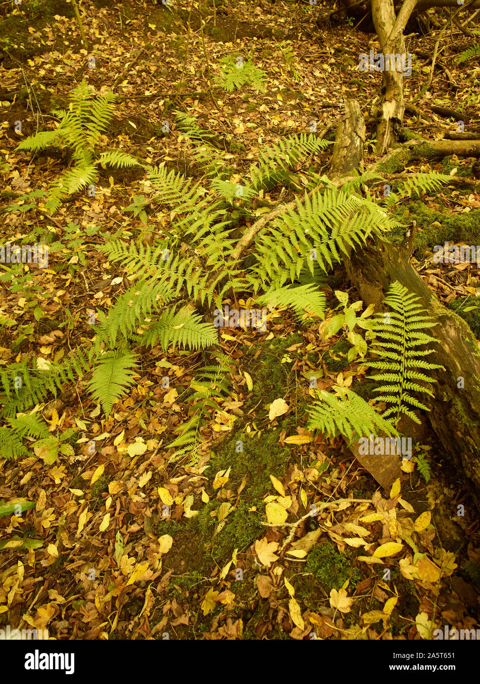 Ferns in autumn on a surrey woodland floor with fallen leaves and