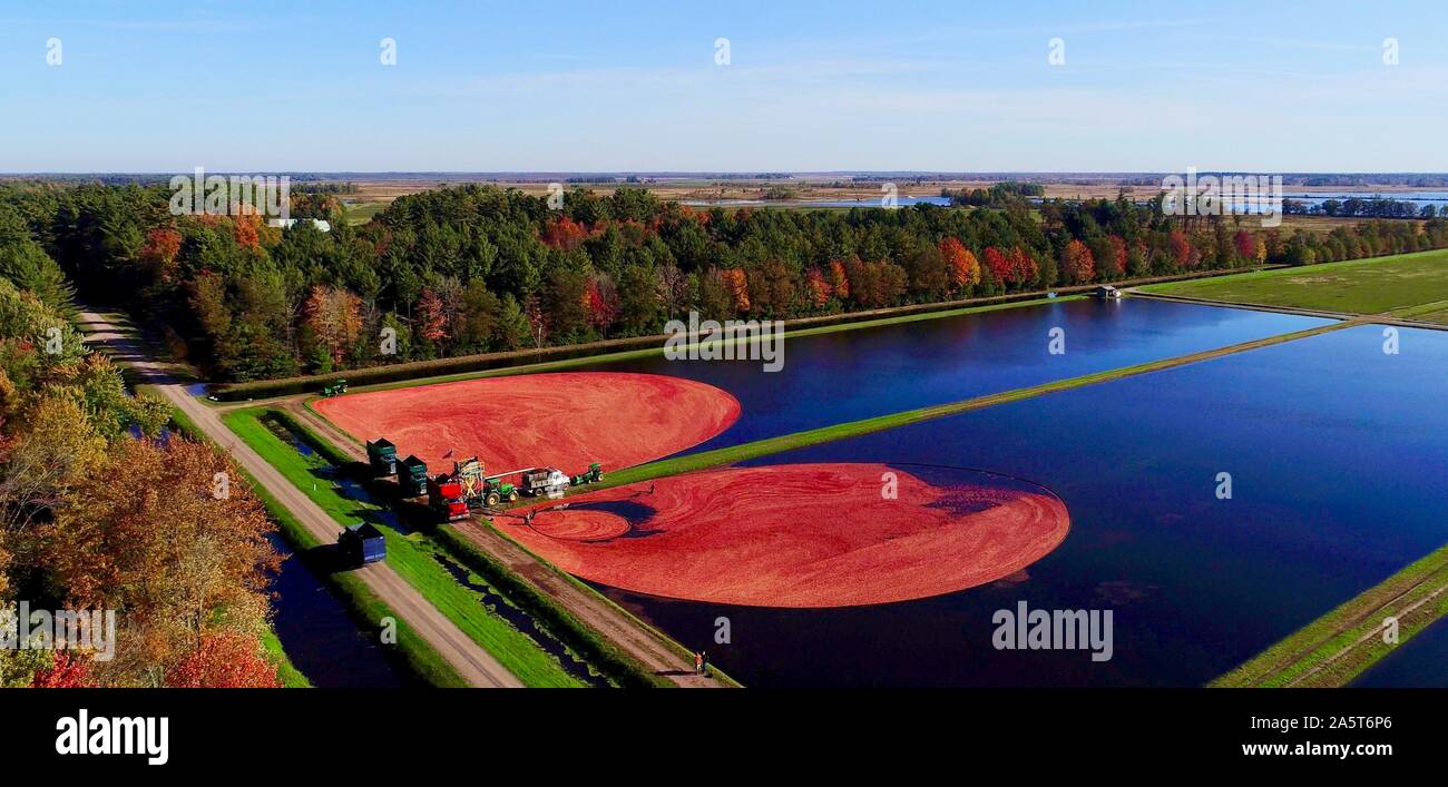 Aerial view of the harvesting of red cranberries floating in a flooded