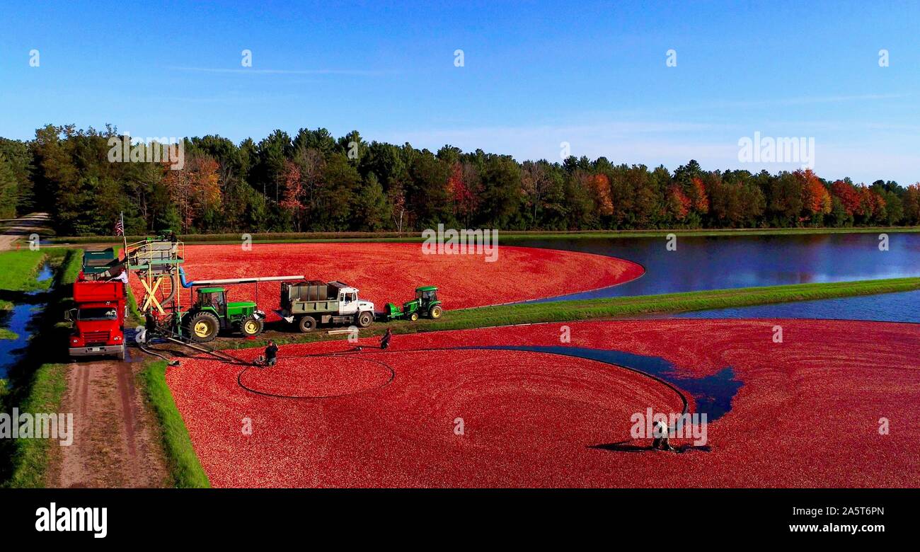 Aerial view of the harvesting of red cranberries floating in a flooded