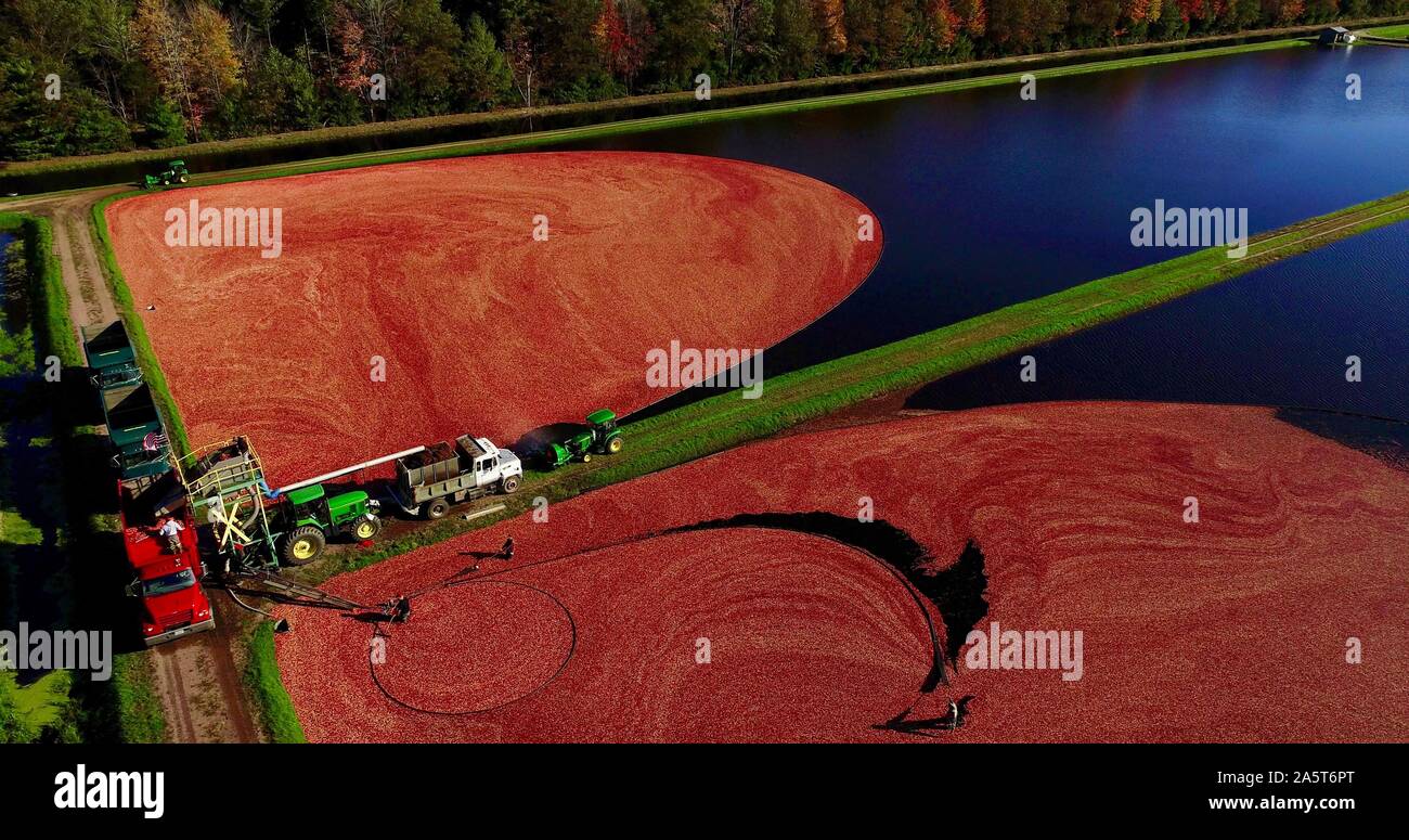 Aerial view of the harvesting of red cranberries floating in a flooded cranberry marsh in the