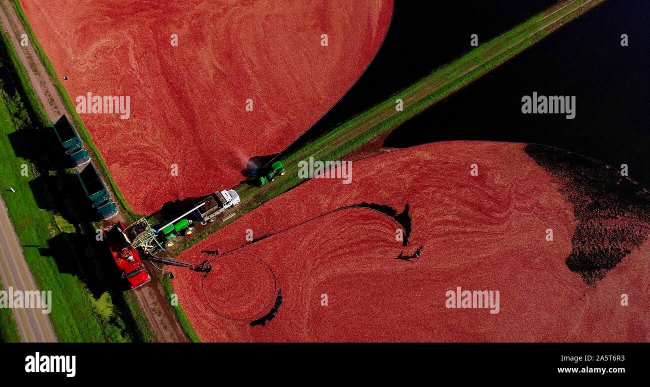 Aerial view of the harvesting of red cranberries floating in a flooded