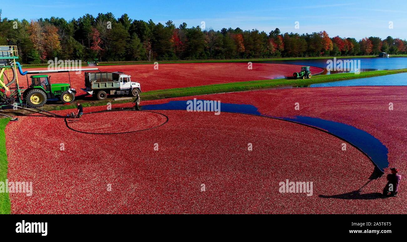Aerial view of the harvesting of red cranberries floating in a flooded