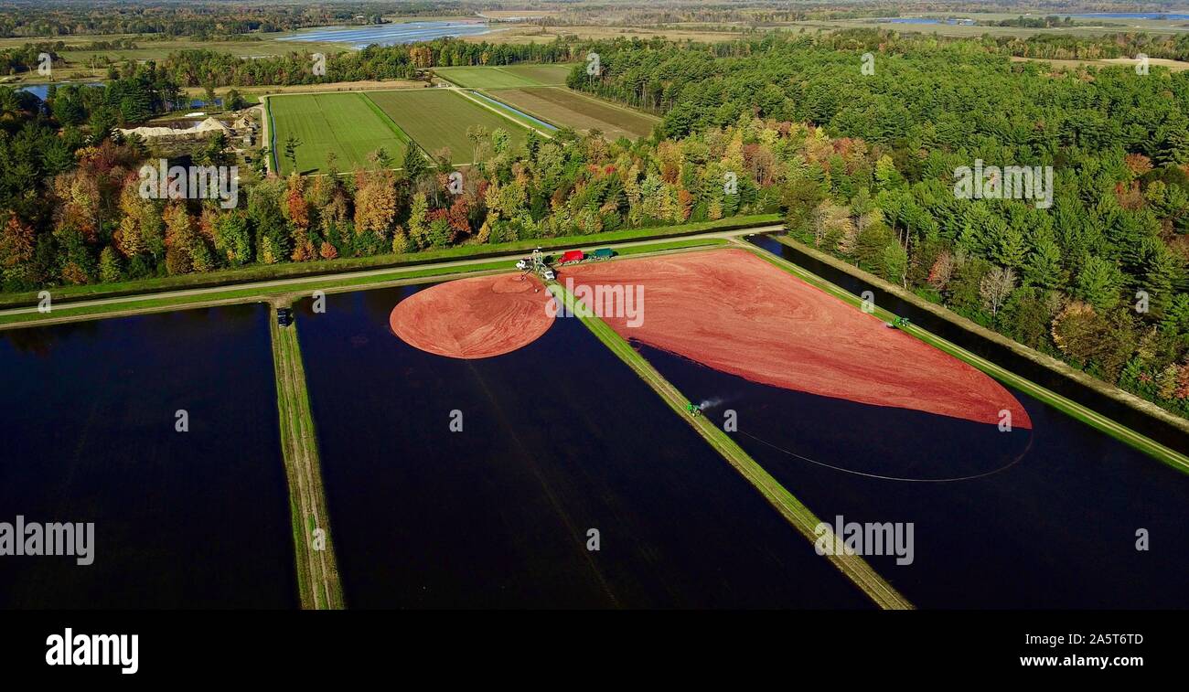 Aerial view of the harvesting of red cranberries floating in a flooded