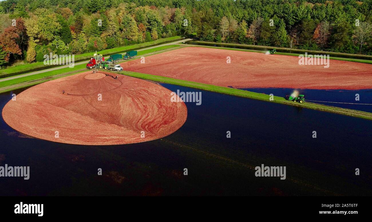 Aerial view of the harvesting of red cranberries floating in a flooded