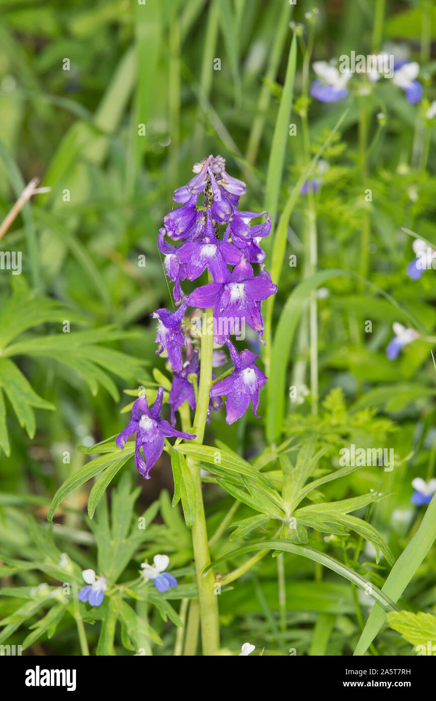 Dwarf Perennials High Resolution Stock Photography and Images - Alamy